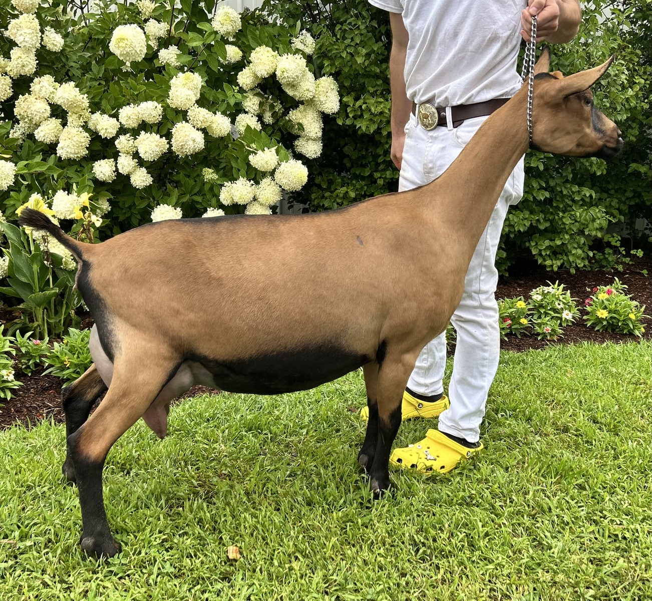 Breed Profile: Oberhasli Goat